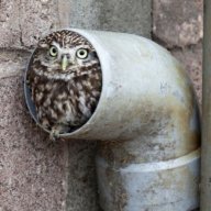 Pipe Owl