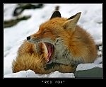 redfox