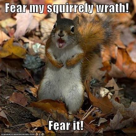 funny-squirrel.jpg