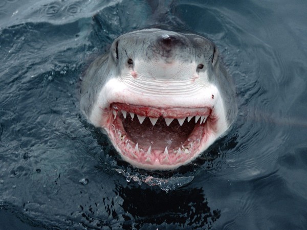 yipes-great-white-shark-south-australia-pictures-underwater-photos-600x450.jpg