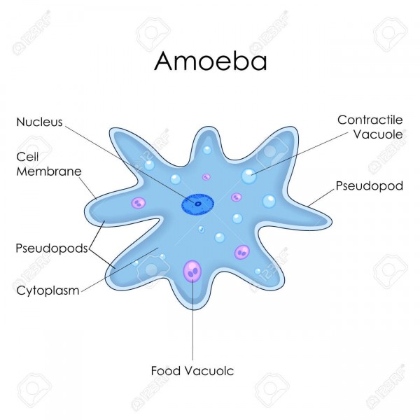 amoeba-600x600.jpg
