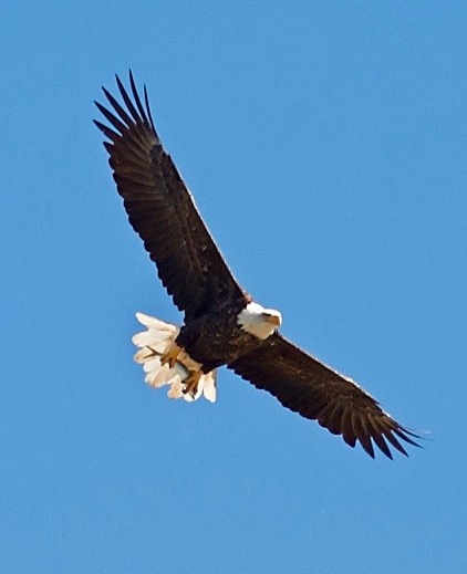 eagle-4.jpg