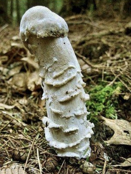 mushroom-453x600.jpg