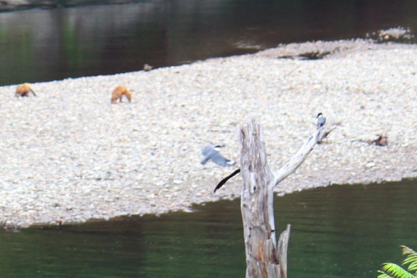 fox-merganser-kingfisher3-600x400.jpg