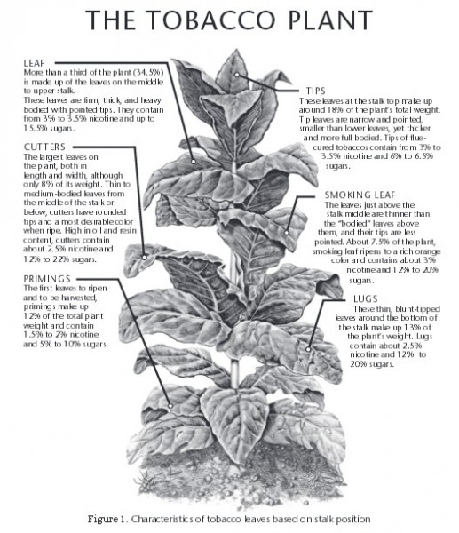 tobacco-leaf-type1-517x600.jpg