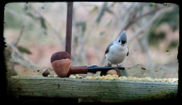 acorn-and-titmouse-600x345.jpg