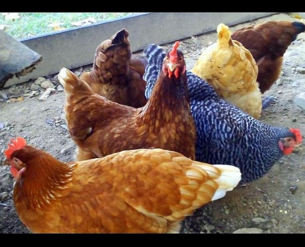 chickens123-123-600x486.jpg