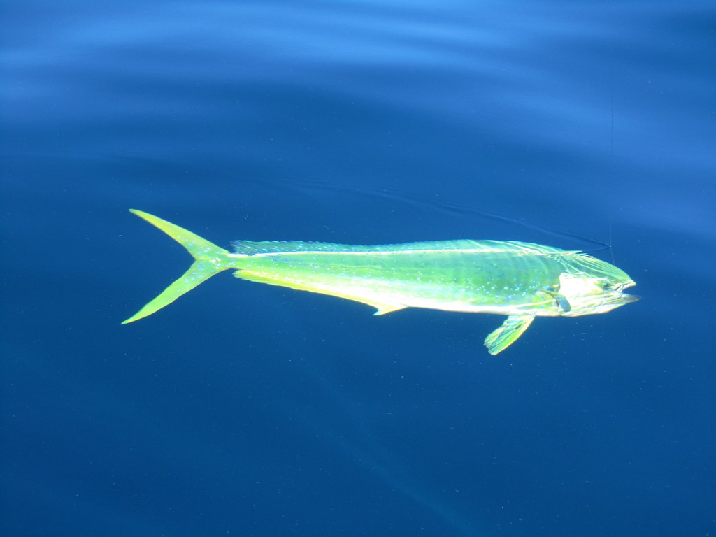 mahi182.jpg