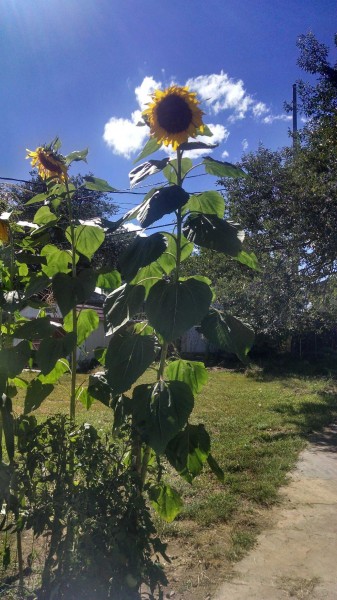 sunflower-337x600.jpg