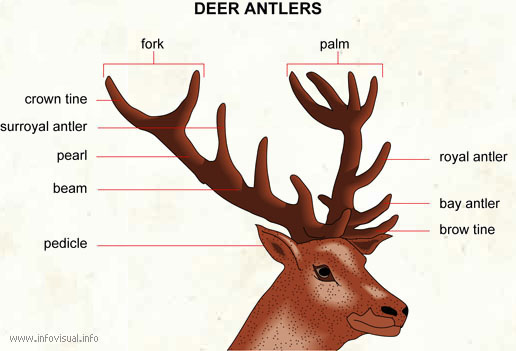 Deer Antler Tine Names