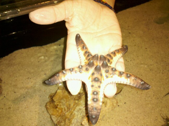 chocolate-starfish.jpg