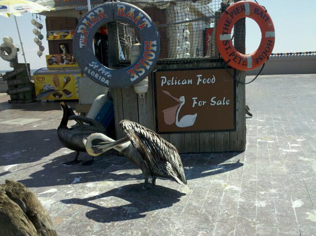 pelican-food.jpg