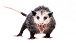 NCC_Opossums3_1920.jpg