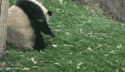 panda.gif