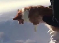 skydiving-dog.jpg