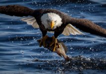 Bald-Eagles-5.jpg