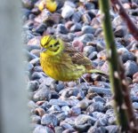 yellowhammer.jpg