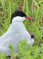 Arctic Tern_00167.jpg