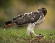 redtail hawk.jpg