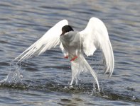 Arctic Tern_00146.jpg