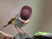 UK_wildbirds-01-robin.jpg