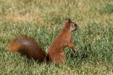 bright-fiery-red-squirrel-fluffy-tail-stands-its-hind-legs-against-background-green-grass-side...jpg