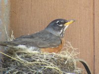 robin in nest 2.jpg
