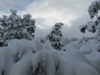 12.30.21 backyard snow.jpg