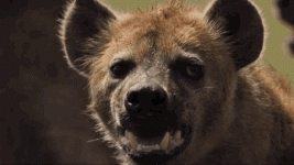 hyena-animal.gif