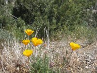 5.14.22 poppies.jpg