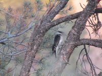 hairy woodpecker pecking.jpg