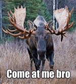 come-at-me-bro-fighting-moose-i-can-has-51908392.png