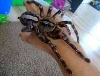 poecilotheria_ornata1 copy 2.jpg