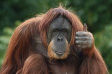 070802_orangutan_hmed_10a.jpg