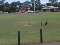 z-kangaroos at bligh park.jpg