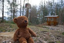 teddy-bear-toys-nature-teddy-bear-forest.jpg