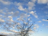 11.18.22 bird tree OR sky 2.jpg