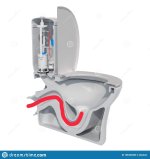 cross-section-toilet-bowl-d-rendering-isolated-white-background-166330463__01.jpg