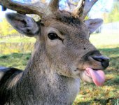 Deer tongue.jpg