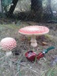 ardor amanita.jpg