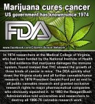 Marijuana-cures-cancer.jpg