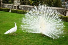white-peacocks.jpg