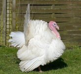 White Turkey.jpg