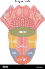 vector-medical-illustration-of-schematic-map-of-the-tongue-taste-PYHY2X.jpg