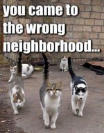 wrong-neighborhood-cats.jpg