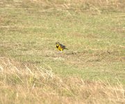 CropMeadowLark.jpg