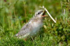 Tern Feeding.jpg