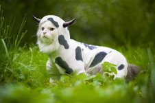 CowCat.jpg