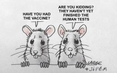 Mice-discuss-human-trials.jpeg