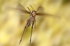 bird-grasshopper-in-flight-robert-jensen.jpg